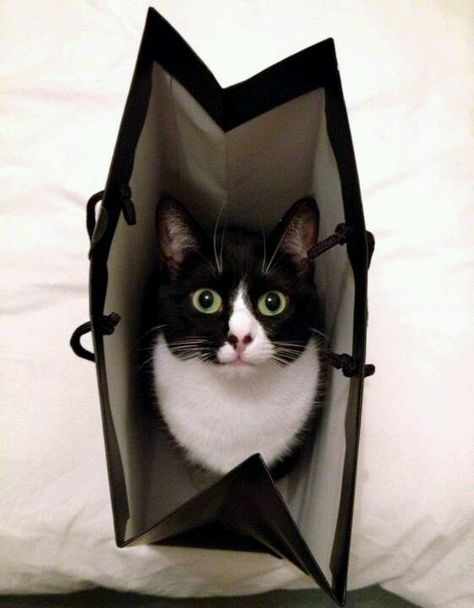 the cat is in the bag Black Kittens, Tuxedo Cats, Black And White Cat, Söt Katt, Cat Photos, Gorgeous Cats, White Cats, Domestic Cat, Cute Kittens