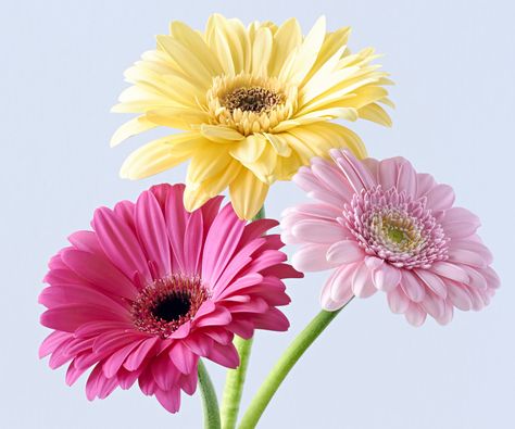 Pretty Flower Names, Easy To Grow Flowers, Succulent Tree, Flower Growing, Gerbera Flower, Grow Flowers, Gerber Daisies, Lovely Flowers Wallpaper, Cut Flower Garden