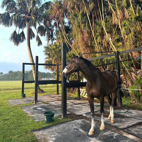 Beautiful boy 🥹🙏🏻 . . . . #monksdiaradosboy #lsf #lionsharefarm #teamlionshare #blueeyedhorse #rideforacause #horsegirl #nyc #fashionschool #equestrian #lemieuxproductsofficial #lovelemieux #wellington #wellingtonfl #wef #florida #westpalmbeach Wellington Equestrian, Wellington Florida Equestrian, Wellington Florida, Horsey Life, Horse Show, West Palm Beach, Horse Girl, Dream Board, Show Horses