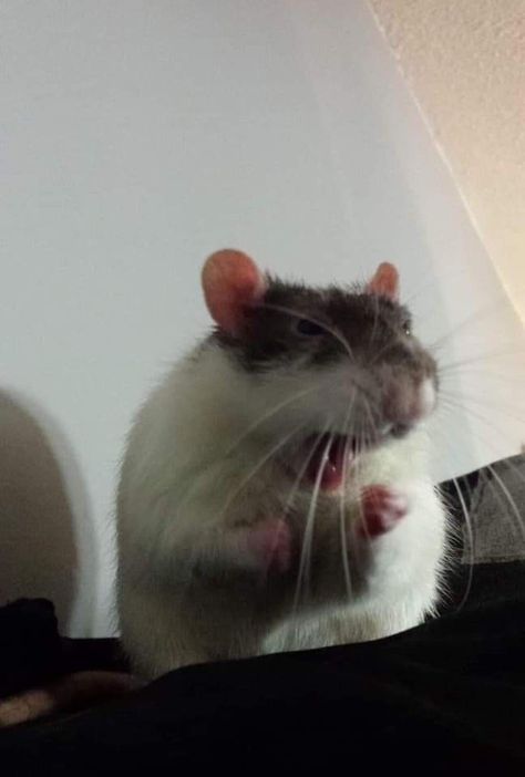 Rattus Rattus, Funny Rats, Cute Small Animals, Cute Rats, A Rat, Funny Animal Photos, Silly Cats Pictures, Cute Hamsters, Pet Rats