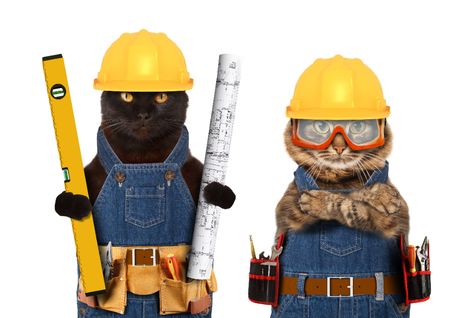 Working Cats Program Construction Hat, Cat Company, Working Men, Job Humor, International Cat Day, Cute Funny Pics, Cat Reading, Cat Pose, In Construction