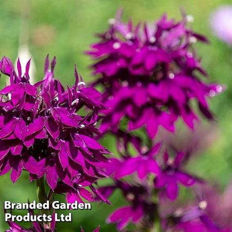 Lobelia 'Hadspen Purple' | Suttons Perennial Border Plants, Delphinium Plant, Impatiens Plant, Primrose Plant, Grape Vine Plant, Camellia Plant, Asparagus Plant, Rhubarb Plants, Petunia Plant