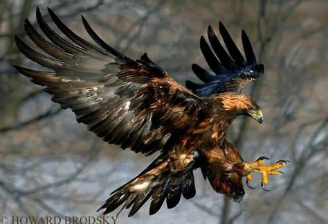 What a shot Aigle Royal, Raptors Bird, Eagle Images, Amazing Animal Pictures, Eagle Pictures, James Bay, Eagle Tattoos, Eagle Art, Golden Eagle