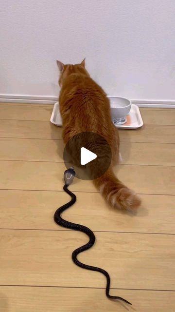 Yut Indrawati on Instagram: "🙃🙃
#cat 
#catlover" Why Cats Are Better Than Dogs, Homemade Cat Toys Diy Easy, Home Made Cat Toys Ideas, 2 Cats Together, Silly Cat Wallpaper, Ugly Cats Funny, Cat And Turtle, Silly Cats Videos, Baby Kitten Videos