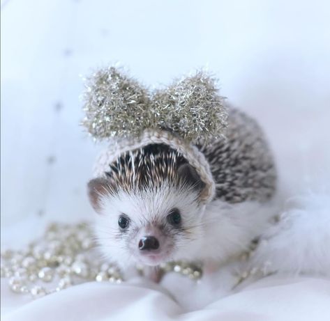 Adorable Pictures, Pictures Of Animals, Hedgehogs, Christmas Pictures, Random Pics, Christmas Cats, Cats And Dogs, Winter Christmas