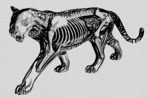 Tiger Skeleton Tiger Skeleton Tattoo, Panther Skeleton, Abject Art, Tiger Skeleton, Skeleton Anatomy, Panther Tattoo, Tiger Drawing, Creepy Cat, Animal Skeletons