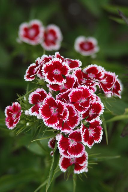 Sweet Williams Flowers, Sweet William Flowers Aesthetic, Sweet William Dianthus, Dianthus Barbatus Flower, Dianthus Care, Sweet William Flowers, Dianthus Chinensis, Winter Planting, Cheddar Pinks Dianthus