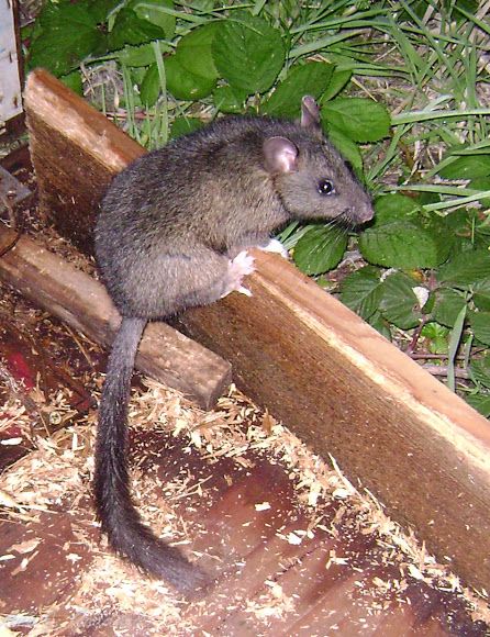 Busy-tailed wood rat, a.k.a. Pack Rat. Pack Rat, Wood Rat, Mount Rainier National Park, Koala Bear, Rats, Nature Lover, Koala, National Parks, Wood