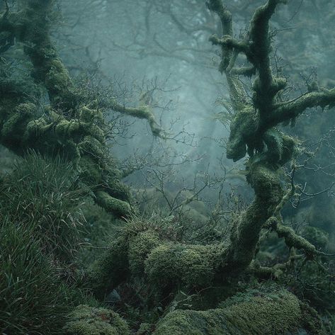 Mossy Tree, Mystic Forest, Forbidden Forest, Colossal Art, Forest Photos, Fairy Forest, Dark City, Multiple Exposure, Ancient Forest