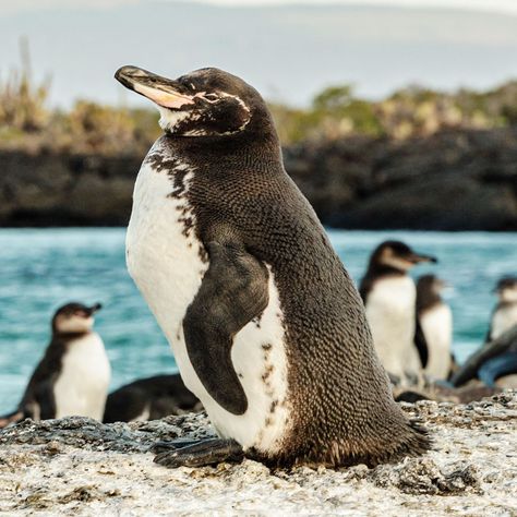 🐧✨ Did you know the Galapagos is home to some of the world's most unique penguins? 🌴🐾 Meet the Galapagos Penguins, the only penguins found north of the equator! These charming creatures thrive in the cooler waters of the Galapagos Islands, captivating visitors with their playful antics and incredible adaptability. 🌊 Have you spotted these adorable penguins on your travels? Share your pics and stories with us! 📸🐧 #GalapagosPenguins #WildlifeWednesday #QuasarExpeditions #ExploreGalapagos Adorable Penguins, Galapagos Penguin, Galapagos Islands, Safari Style, Cute Penguins, Patagonia, Penguins, Did You Know, The Incredibles