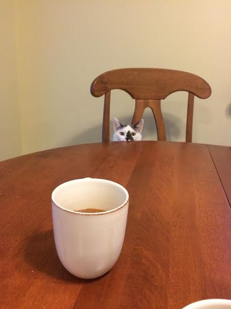 My cat likes to sit at the table with me while I have coffee Cat Sitting At Table, Pixel Stickers, Tiny Cats, Cat Cafe, Cat Photos, Pictures Of Cats, Small Cat, Cat Sitting, Love Cat