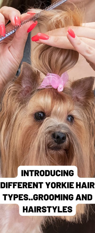 Do you know that there are many and different yorkie hair types?!, this small loving creature has many unique traits. Yorkie’s hair is one of the main characteristics that make Yorkie stand out from other breeds. However, it may vary between them depending on their genes. You may see a yorkie with curly hair or silky haired yorkie with different colors as well. Keep reading to learn more about different coat types, how to take care of each one, and different fashionable hairstyles. Yorkie Long Hair, Grooming Yorkies, Yorkie Hair, Yorkie Cuts, Yorkie Hairstyles, Fashionable Hairstyles, Yorkie Haircuts, Yorkie Clothes, Coat Types