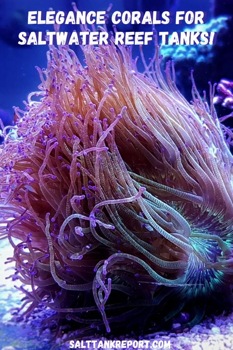 Everything you need to know about keeping Elegance corals in your saltwater tank! #reeftank #saltwateraquariums #saltwatercorals #fishtanks Saltwater Reef Tank, Cheese Burrito, Saltwater Aquarium Fish, Coral Reef Aquarium, Reef Tanks, Saltwater Fish, Water Tanks, Saltwater Tank, Fish Care