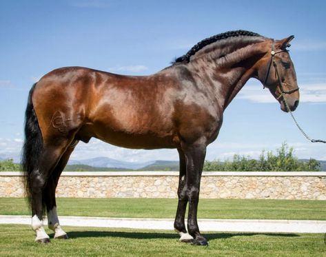 Iberian Horse, Horse Colours, Lusitano Stallion, Bay Horses, Lusitano Horse, Marwari Horses, Beautiful Horse Pictures, Horse Anatomy, Horse Inspiration