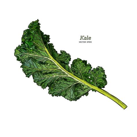 Kale Illustration, Kale Vegetable, Vegetable Drawing, Draw Vector, Green Kale, Vegetable Illustration, Draw Sketch, Hand Draw, Hand Drawn Vector