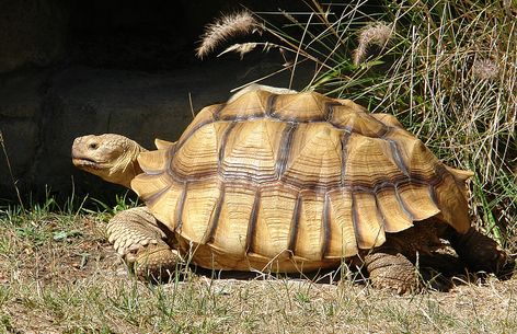 African Spur Tortoise Tortoise Diet, Russian Tortoise Diet, Russian Tortoise, Turtle Images, Sulcata Tortoise, Eat Vegetables, Hate Cats, Crab Fishing, Animal Anatomy