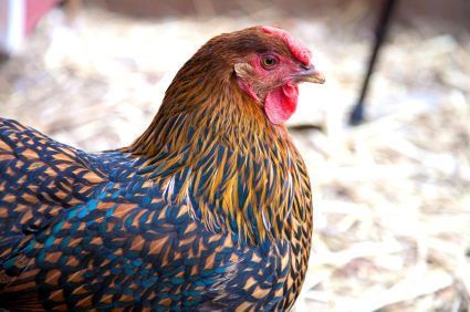 Blue Laced Gold Wyandotte??? | BackYard Chickens - Learn How to Raise Chickens Wyandotte Chickens, Laced Wyandotte, Wyandotte Chicken, Laying Chickens Breeds, Laying Chickens, Raising Backyard Chickens, Backyard Flocks, Keeping Chickens, Chicken Feed