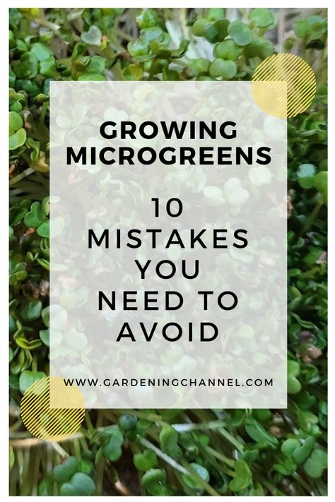 microgreens growing with text overlay growing microgreens ten mistakes you need to avoid Uses For Microgreens, How To Grow Micro Greens, Growing Microgreens Without Soil, How To Use Microgreens, Growing Microgreens At Home, Grow Microgreens Indoors, Growing Microgreens Indoors, Micro Greens Growing Indoors, Starting Microgreens