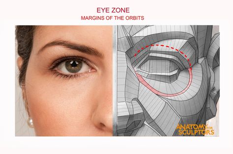 Anatomy For Sculptors, Planes Of The Face, Human Anatomy For Artists, Head Anatomy, Eye Anatomy, Male Figure Drawing, Facial Anatomy, Face Anatomy, Anatomy Sculpture