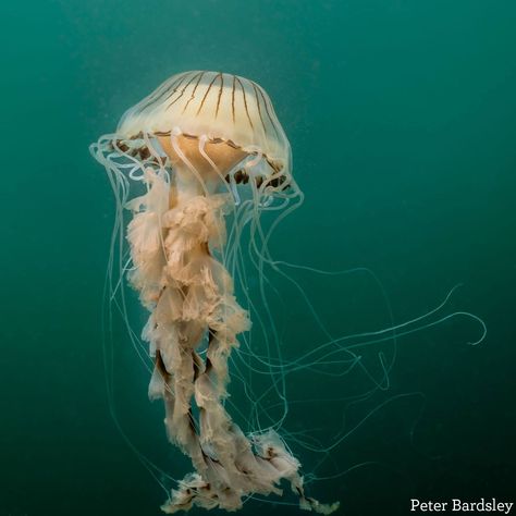 The compass jellyfish. A common sight in waters around the British Isles. Compass Jellyfish, Jellyfish Photo, Jellyfish Drawing, Jellyfish Design, Jellyfish Tattoo, Ocean Tattoos, Jellyfish Art, The Sting, Beautiful Sea Creatures