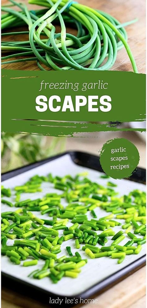 Learn how to freeze garlic scapes effortlessly, ensuring you can enjoy their unique flavor all year round. Perfect for anyone exploring Garlic Scapes Recipes, this method is simple and effective, making garlic scapes a versatile addition to your culinary creations. Find more summer homestead projects, homestead living, and preserving garlic at ladyleeshome.com. Canning Garlic, Garlic Scapes Recipes, Scapes Recipes, Can You Freeze Garlic, Freezing Garlic, Preserving Garlic, Homestead Projects, Preserving Vegetables, Freezing Vegetables