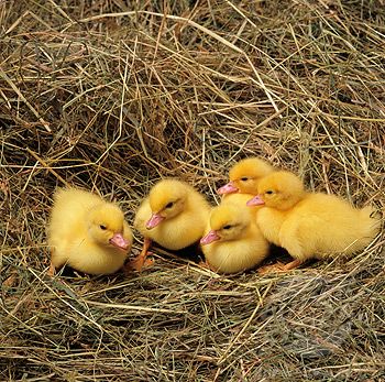 Geese Pictures, Pictures Of Baby Animals, Funny Ducks, Pet Duck, Suffolk Sheep, Pet Ducks, Cute Ducklings, Baby Farm Animals, Sheep Art