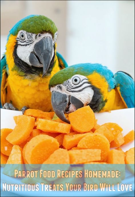 parrot food recipes homemade Parrot Treats Homemade, Homemade Parrot Food, Animal Food Ideas, Bird Bread, Parrot Treats, Cockatiel Care, Parrot Diet, Fresh Mango Salsa, Quaker Parrot