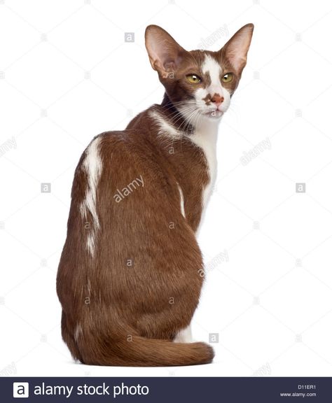 Download this stock image: Rear view of an Oriental Shorthair sitting and looking away against white background - D11ER1 from Alamy's library of millions of high resolution stock photos, illustrations and vectors. Cat Sitting Back View, Sitting Back View, Cat Reference, Cat Pose, Brown Cat, Domestic Cat, Back View, Cat Sitting, Warrior Cats