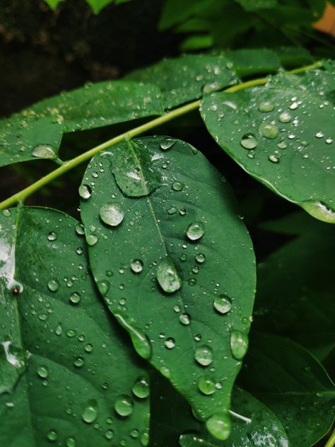 water, drop, rain, nature, leaf, green, fresh, background, environment, bright, plant, wet, garden, dew, growth, freshness, closeup, macro, life, liquid, spring, natural, texture, color, summer, clean, raindrop, reflection, abstract, purity, detail, design, outdoor, pattern, tropical, shiny, droplet, organic, tree, grass, transparent, light, surface, foliage, beautiful, leaves, clear, weather, flora, beauty Dew Drops On Leaves, Dew On Leaves, Water On Leaf, Rain On Leaves, Leaves With Water Drops, Wet Garden, Drawing Lighting, Water Drop On Leaf, Background Environment