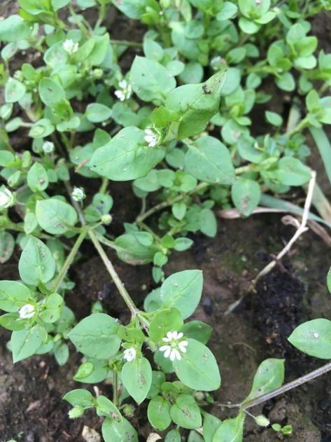 Chickweed wild edible plant Edible Forest, Canadian Mountains, Edible Landscape, Wild Foraging, Homestead Life, Harvesting Herbs, Edible Wild Plants, Holistic Care, Mountain Valley