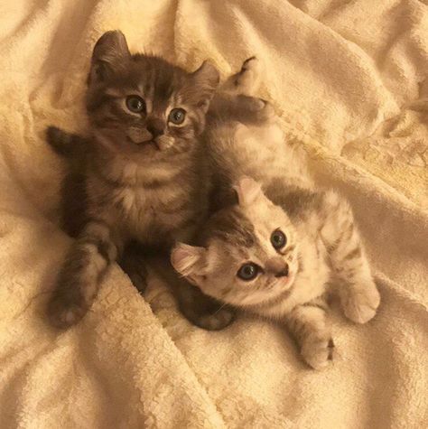 Two Kittens Aesthetic, Kittens Aesthetic, Two Kittens, Bengal Kitten, Cat Purr, Cat Reference, Animals Friendship, Pets 3, Cute Cats Photos