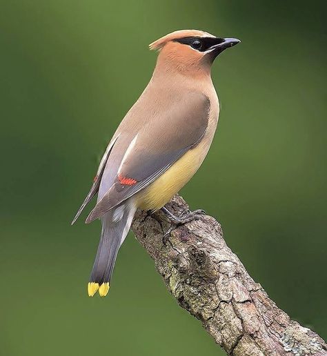 Wild Birds Photography, Bohemian Waxwing, Fat Bird, Cedar Waxwing, Lake County, Nature Birds, Bird Sculpture, Bird Pictures, Glass Birds