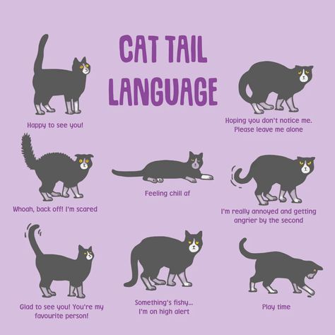 Discover the invaluable advantages of understanding your feline companion's language. Here are some key benefits that come with this essential knowledge: 1 | Strengthening the Bond: By deciphering your cat's vocalizations, body language, and behavior, you'll develop a deeper connection. Penelope Boots, Cat Tail Meaning, Cat Tail Language, Cat Body Language, Kitten Checklist, Kitty Gang, Cat Advice, Slippers Cute, Cats Art Drawing