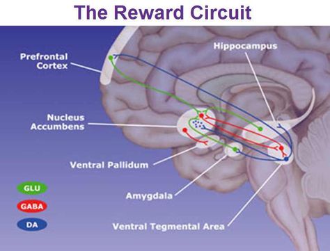 Reward Circuit Reticular Formation, Brain Anatomy And Function, Ventral Tegmental Area, Brain Diagram, Nucleus Accumbens, Psychology University, Brain Memory, Applied Psychology, Limbic System