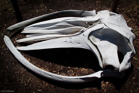 Humpback Whale Skull The Humpback Whale Skull Humpback Whale, Bicycle Helmet