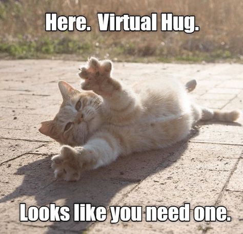 Hug Meme, Wholesome Pictures, Cute Cat Memes, Cheezburger Cat, Cat Hug, Virtual Hug, Silly Cats Pictures, Cute Memes, Funny Cute Cats