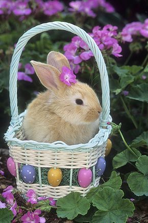 Bunny in an Easter Basket. One year Hubby gave me a bunny for Easter, the same colour as this one also. Happy Easter Messages, Easter Messages, Easter Wallpaper, Easter Images, Easter Pictures, Easter Blessings, Easter Parade, Easter Art