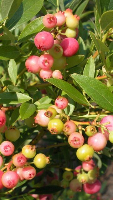 Pink Blueberries, Pink Lemonade Blueberry, Blueberries Fruit, Blueberry Plant, 2023 Pink, Native Garden, Food Garden, Grow Your Own Food, Pink Lemonade