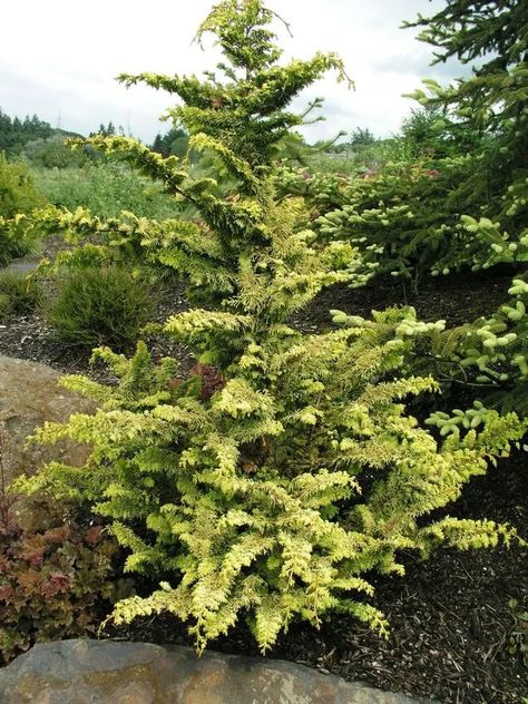 All You should know about Hinoki Cypress (fernspray Gold) (Chamaecyparis Obtusa 'fernspray Gold') > how to care and characteristics 🌱 PlantIn 🌿 Our best expert are here for your plants! Conifer Garden, Chamaecyparis Obtusa, Outdoor Improvements, Conifers Garden, Hinoki Cypress, Outside Plants, Garden Trees, Landscape Projects, Container Plants