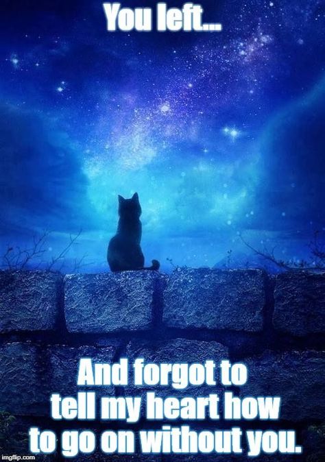 Pin by Dbr1957 on Cats | Pet grief, Cute animal pictures, Cute animal photos I Miss My Cat So Much, Rip Cat, I Miss My Cat, Cat Love Quotes, Cat Poems, Cat Loss, Pet Remembrance, Cats Pet, Lost Cat