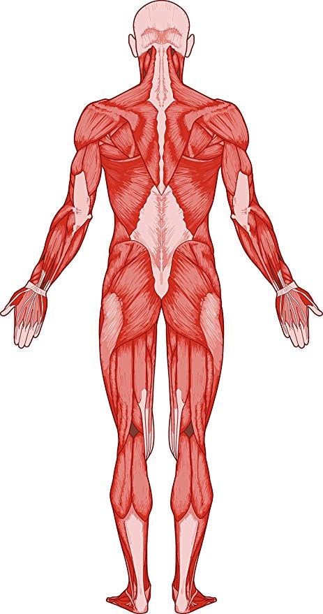 Amazon.com: Anatomic Human Body Anatomy Cartoon Art Drawing Vinyl Sticker (2" Tall, Muscle Colored): Automotive Human Body Muscles Drawing, Human Muscles Drawing, Human Anatomy Cartoon, Human Muscle Anatomy Drawing, Human Anatomy Stickers, Muscle Figure Drawing, Human Muscle Anatomy Art Reference, Human Anatomy Art Models, Body Muscles Anatomy Drawings