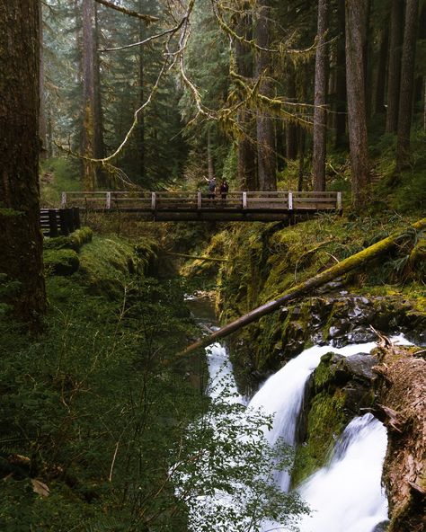 There’s a place located within Olympic National Park you must visit!🥾 Sol Duc Falls is a stunning hike in Washington state that will definitely be one to remember.✨ The hike leading up to the falls is just as remarkable as you trek through tall trees, over streams, and man made bridges🍄 Details 🌲Trail length- 1.8 mile out and back 🌲Time to complete - Around 45 minutes 🌲Location - Olympic National Park 🌲Best time to visit- May through October 🌲Dogs - Sorry pups, no dogs allowed #hikin... Olympic National Park Aesthetic, Washington State Hiking, Washington State Hikes, Washington Hikes, National Parks Photography, Olympic Park, 8 Mile, Tall Trees, Olympic National Park