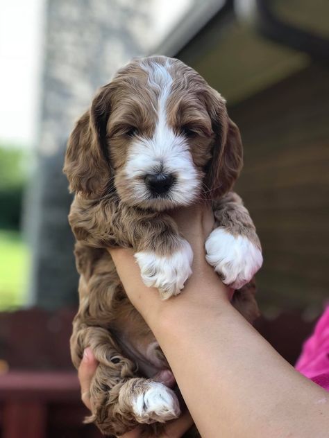 Cockapoo/Cavoodle Cockapoo Pictures, Miniature Cockapoo, Miniature Dog Breeds, Puppy Dog Pictures, Teddy Bear Dog, Cockapoo Puppies, Puppies And Kitties, Spaniel Puppies, Cute Little Puppies