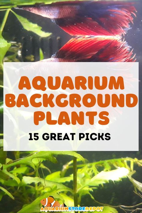 AQUARIUM BACKGROUND PLANTS Tall Aquarium, Background Plants, Aquarium Store, Aquarium Maintenance, Aquarium Setup, Aquarium Plants, Fish Care, Reef Tank, Aquarium Backgrounds