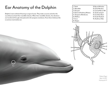 Ear Anatomy of the Dolphin Dolphin Anatomy, Dolphin Teeth, Animal Biology, Ear Anatomy, Scientific Drawing, Animal Anatomy, Physical Features, Molecular Biology, Speech Language Pathology