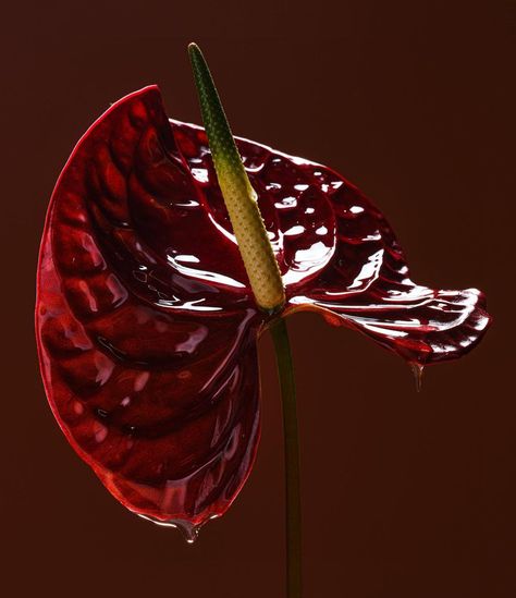 Suzanne Saroff (@hisuzanne) | Instagram Summer Instagram Pictures, Red Orchid, Anthurium Flower, Red Orchids, Boho Garden, Video Artist, Art Folder, Tarot Art, Floral Photography