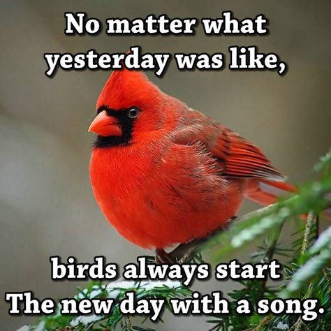 Bird Quotes, Cardinal Bird, Humming Bird, Red Bird, Inspirational Thoughts, A Song, No Matter What, Good Thoughts, Positive Thoughts