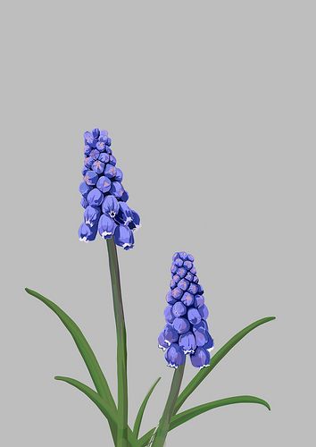 Grape hyacinths illustration | by Snowfairy Grape Hyacinth Tattoo, Grape Hyacinth Drawing, Purple Hyacinth Flower Drawing, Hyacinth Painting, Hyacinth Illustration, Grape Hyacinth Painting, Grape Hyacinth Embroidery, Hyacinth Watercolor, Muscari Flowers