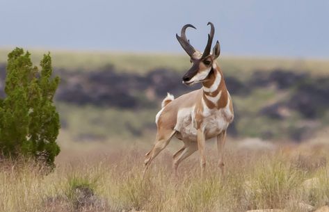 Pronghorn Tattoo, Addax Antelope, Antelope Hunting, Antelope Animal, Pronghorn Antelope, Antelope Horns, Animal Hunting, Big Game Hunting, Trophy Hunting