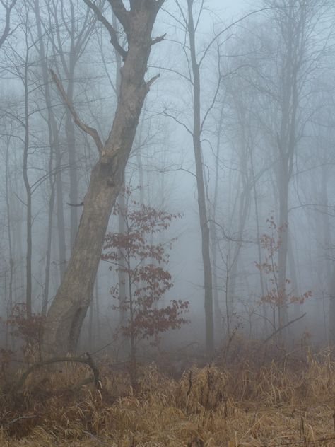 Hobbit Woods in Polk County Wisconsin Polk County, The Hobbit, Wisconsin, Wood, Photographer